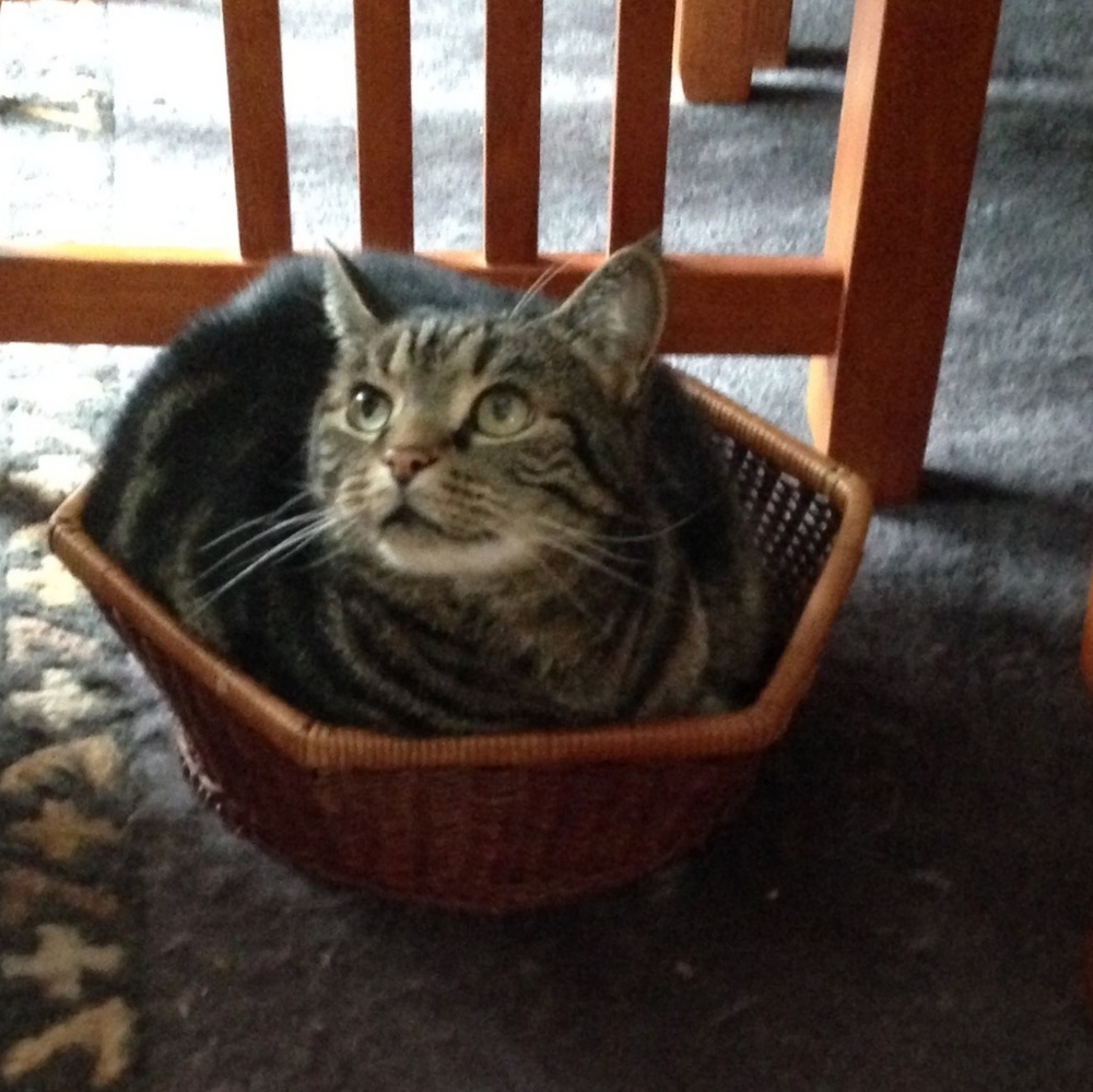 Meet your Posher, Carla